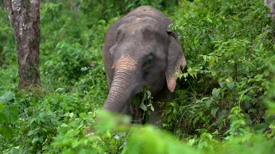 Elephant walking through dense green forest at Phuket Elephant Sanctuary