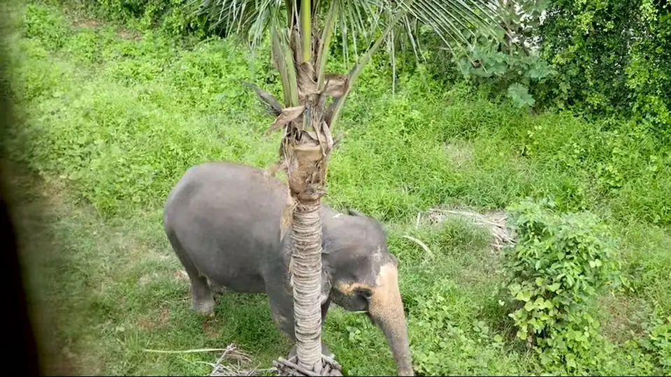 Elephant stands in tall grass beside a palm tree, viewed above.