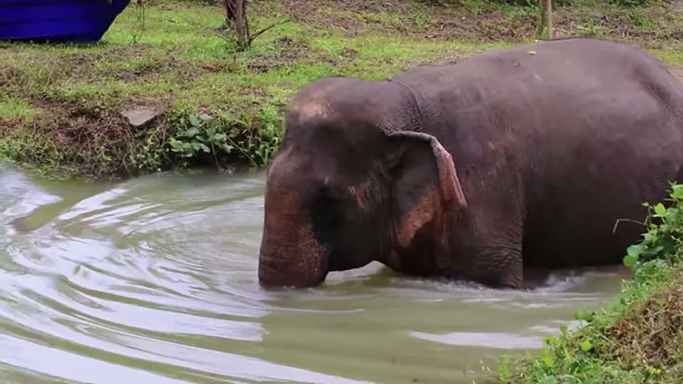 Elephant stands chest-deep in a muddy pond with circular ripples.