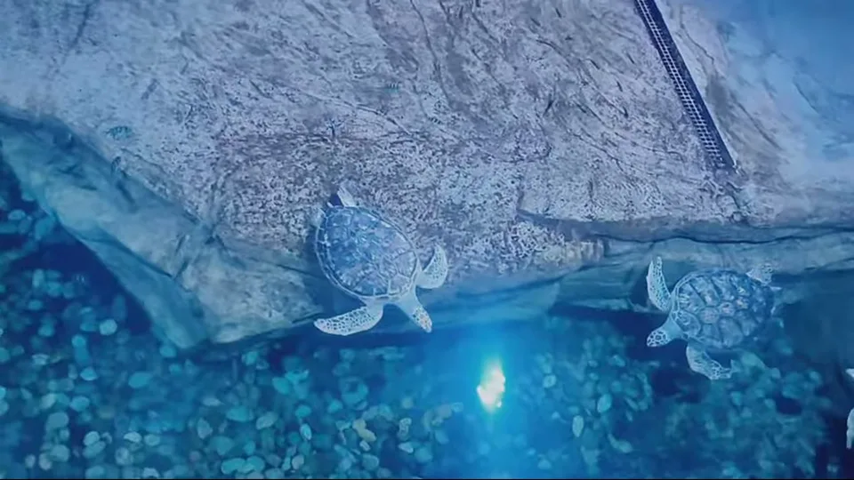Front-facing stingray gliding in an aquarium tank with fish behind it