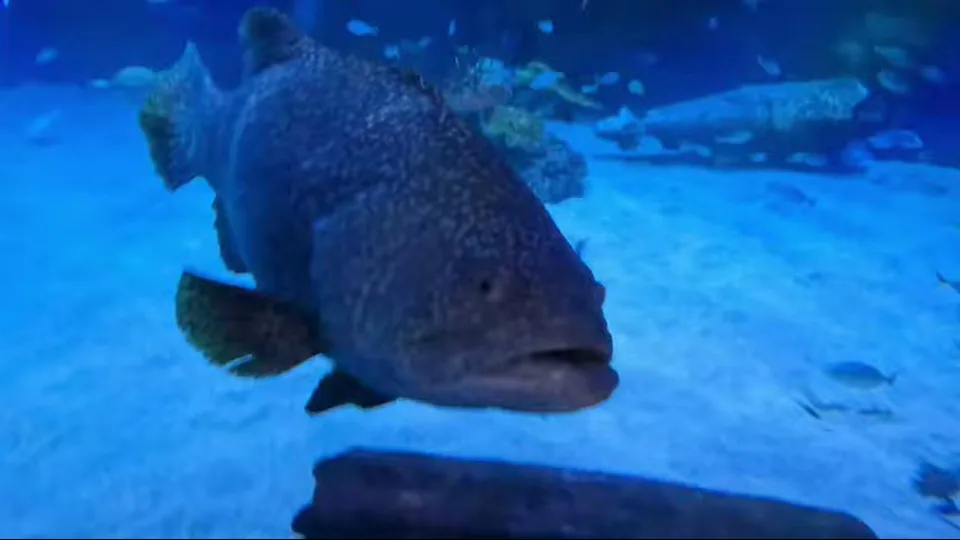 Wide reef aquarium scene with coral formations, fish, and a shark