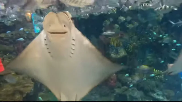 Aquaria Phuket