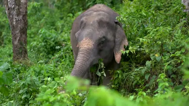 Phuket Elephant Sanctuary